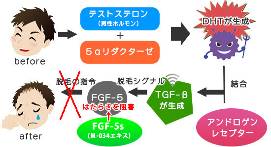 FGF-5Sの効果